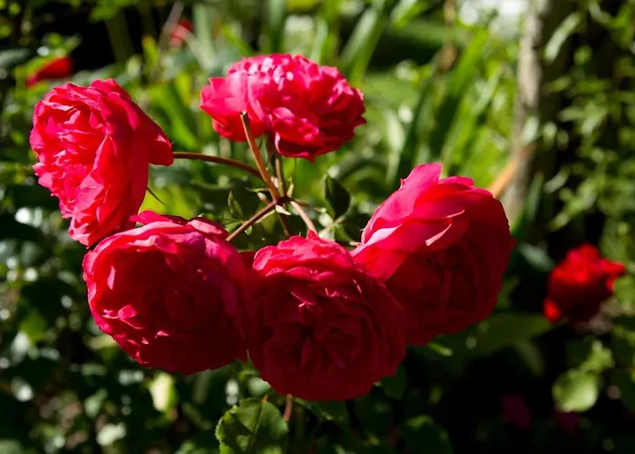 미라발레 * 벤겐