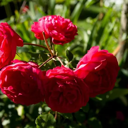 미라발레 * 벤겐